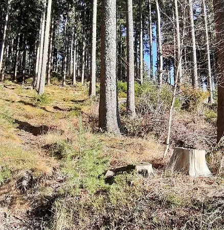Schonachblick Lejlighed